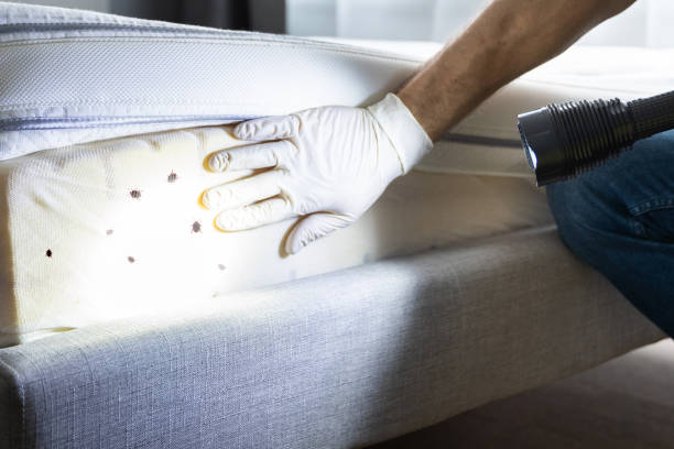 Flea Control Services in Folcroft, PA