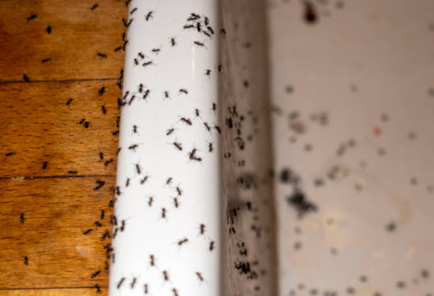 Best Flea Control Services  in Folcroft, PA